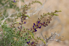 Psorothamnus arborescens