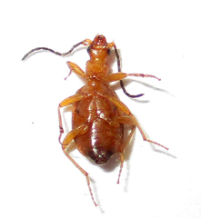 Brachinus leprieuri