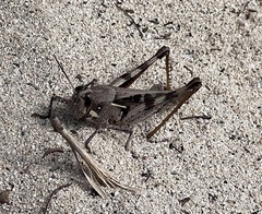 Schistocerca
