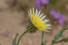 Anisocoma acaulis