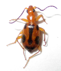 Brachinus leprieuri