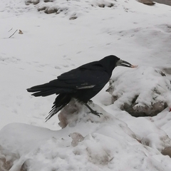 Corvus frugilegus