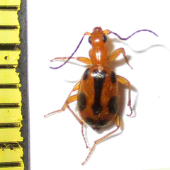 Brachinus leprieuri