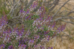 Psorothamnus arborescens