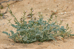 Astragalus layneae