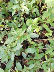 Ficus racemosa
