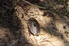 Polyzosteria limbata