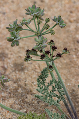 Lomatium mohavense