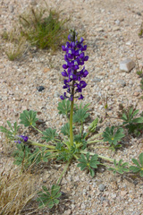 Lupinus odoratus