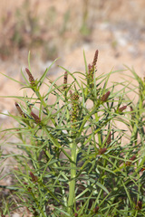 Stillingia linearifolia