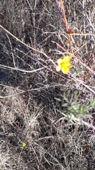 Dyssodia tagetiflora