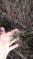 Dyssodia tagetiflora