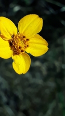 Dyssodia tagetiflora