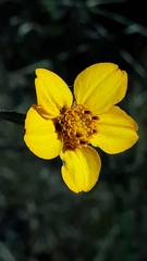 Dyssodia tagetiflora