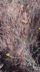 Dyssodia tagetiflora