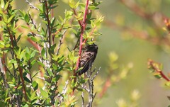 Gelidea torrida