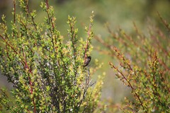 Gelidea torrida