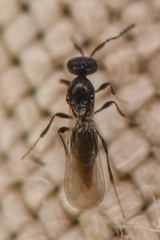 Platygastrinae