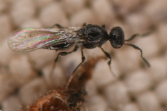 Platygastrinae