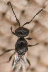Platygastrinae
