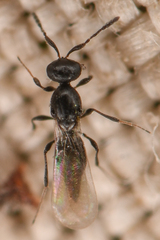 Platygastrinae