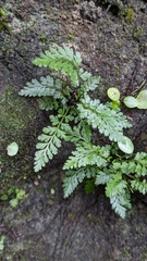 Asplenium pekinense