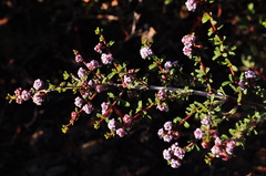 Ceanothus arcuatus