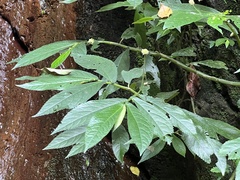 Elatostema reticulatum