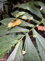 Elatostema reticulatum