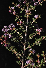 Ceanothus arcuatus
