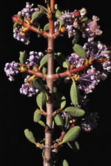 Ceanothus arcuatus