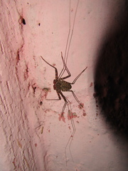 Paraphrynus laevifrons