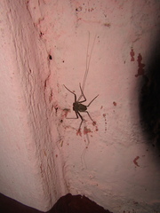 Paraphrynus laevifrons