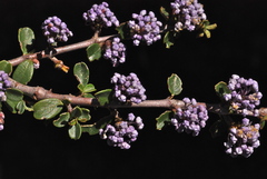 Ceanothus arcuatus