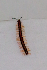 Helicorthomorpha