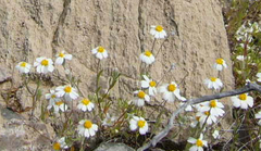 Eriophyllum lanosum