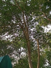 Ficus racemosa