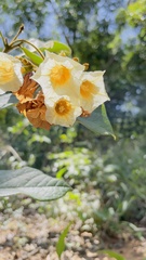 Cordia rufescens