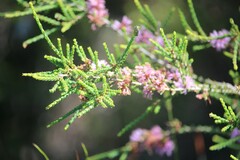 Melaleuca gibbosa