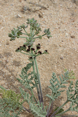 Lomatium mohavense