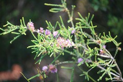 Melaleuca gibbosa