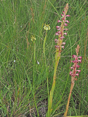 Moraea trifida