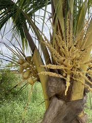 Cocos nucifera