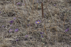 Pulsatilla