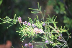 Melaleuca gibbosa