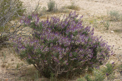 Psorothamnus arborescens