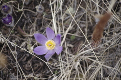 Pulsatilla
