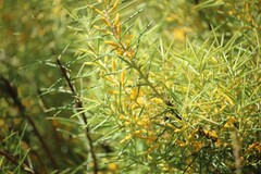 Persoonia juniperina
