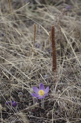 Pulsatilla