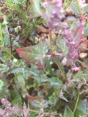 Atriplex glabriuscula